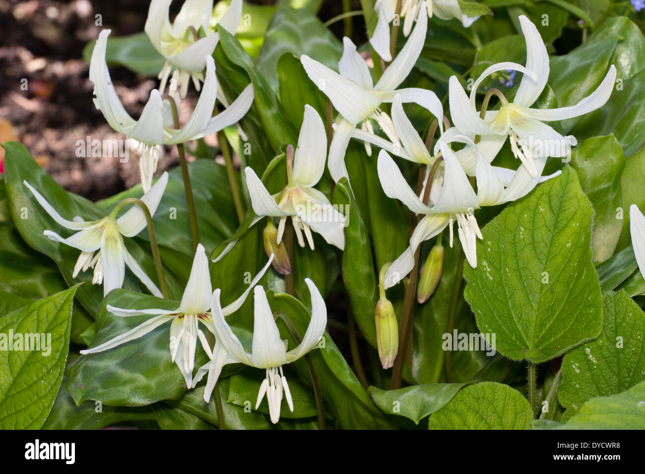 Blumen der Forellen-Lilie, Erythronium Californicum 'White Beauty' Stockfoto