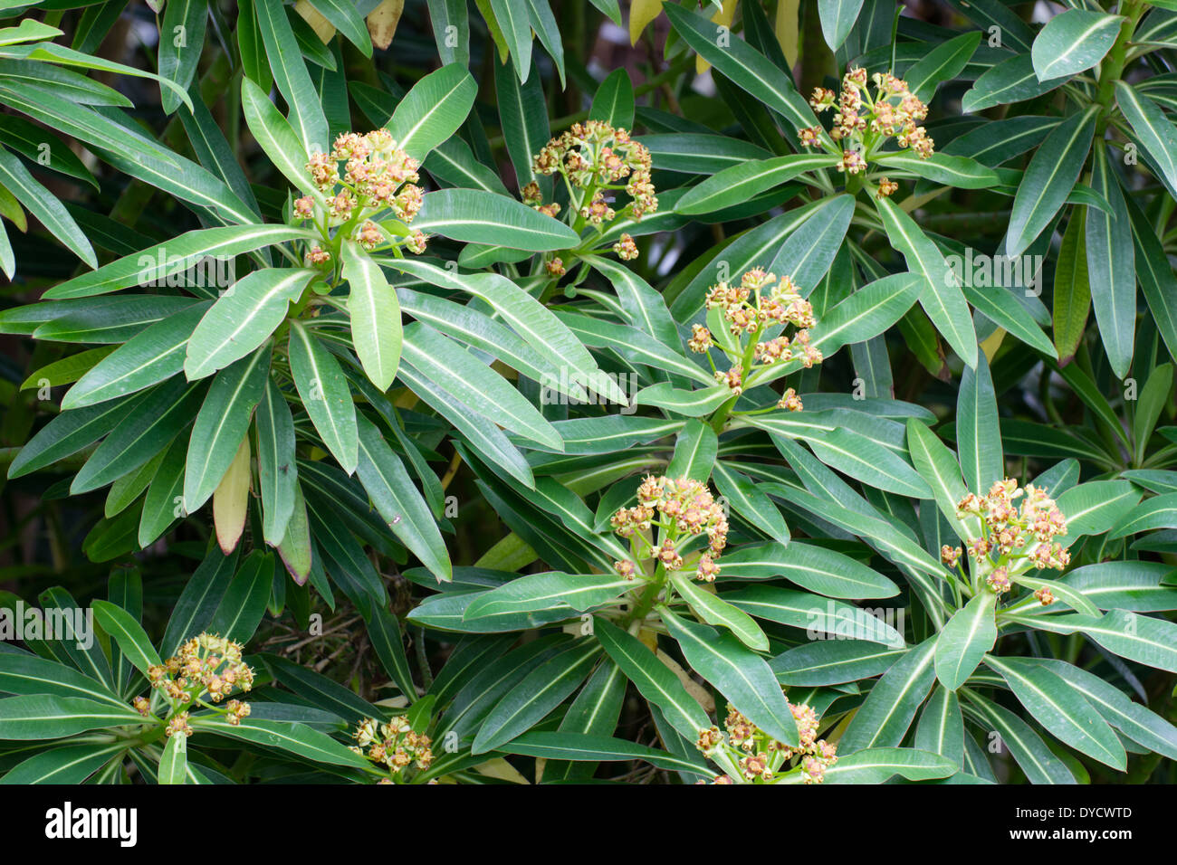 Blüten und Laub der Honigbusch, Euphorbia mellifera Stockfoto