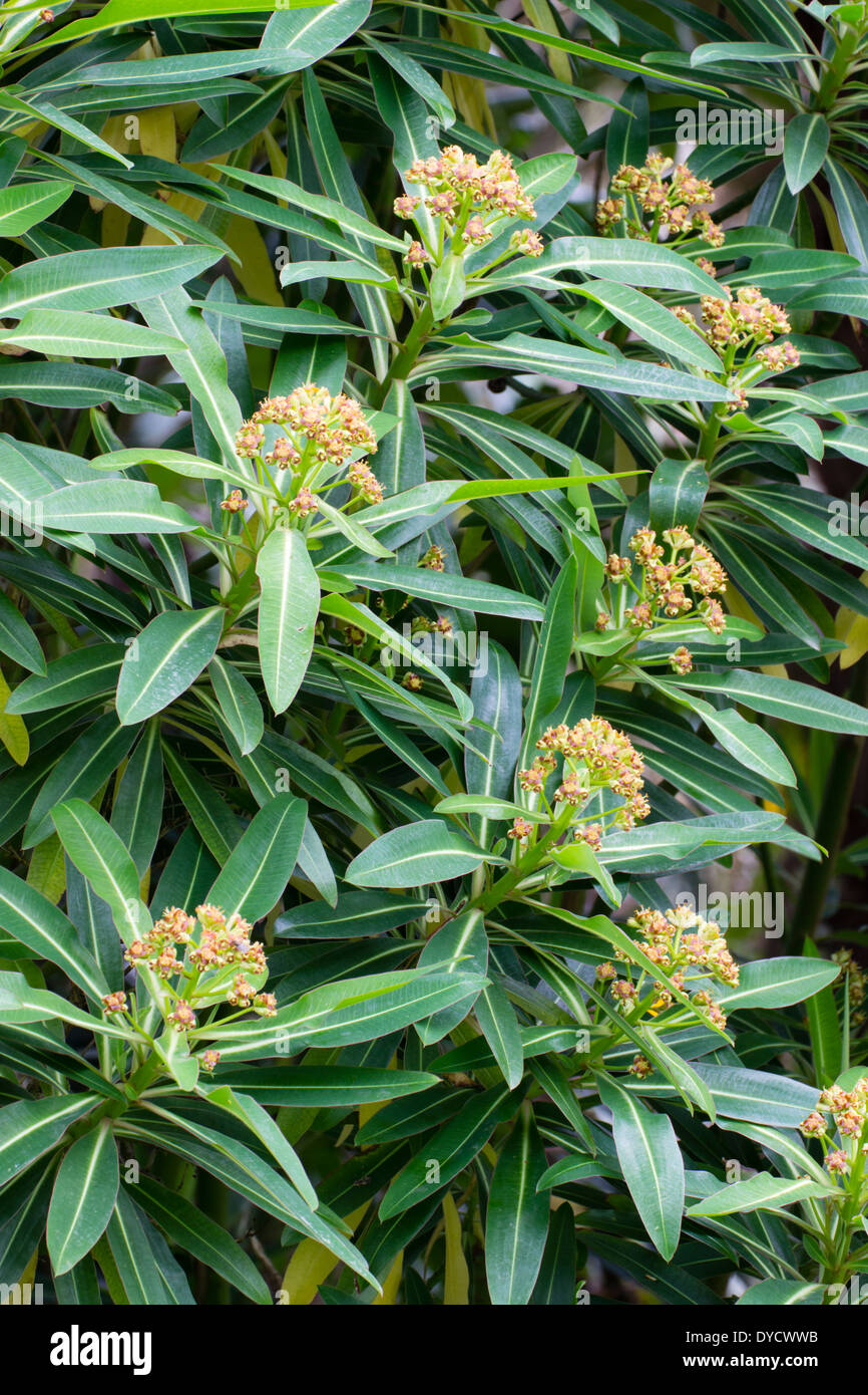 Blüten und Laub der Honigbusch, Euphorbia mellifera Stockfotografie - Alamy