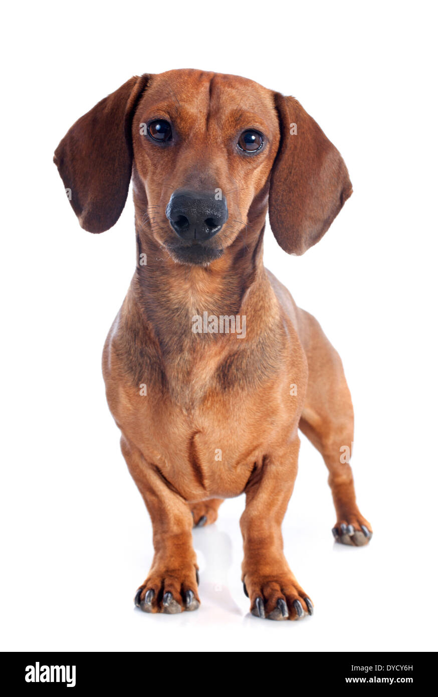 Dackel Hund vor weißem Hintergrund Stockfoto