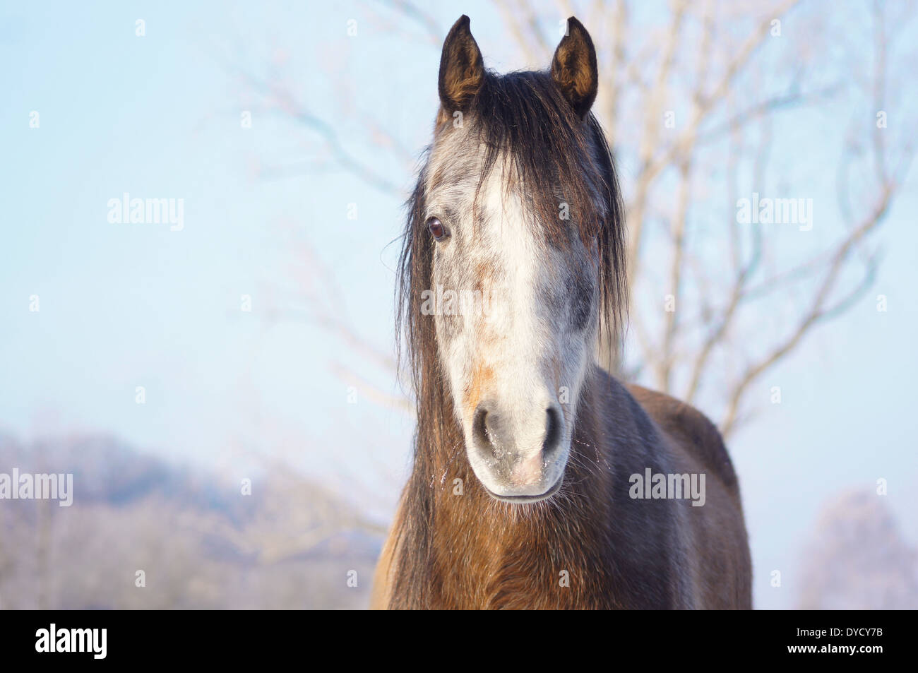 Junges Pferd mit Raureif auf Nase Stockfoto