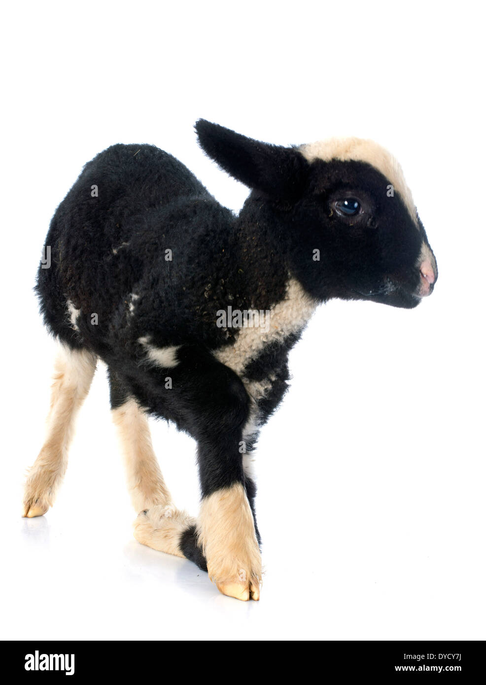 junges Lamm vor weißem Hintergrund Stockfoto