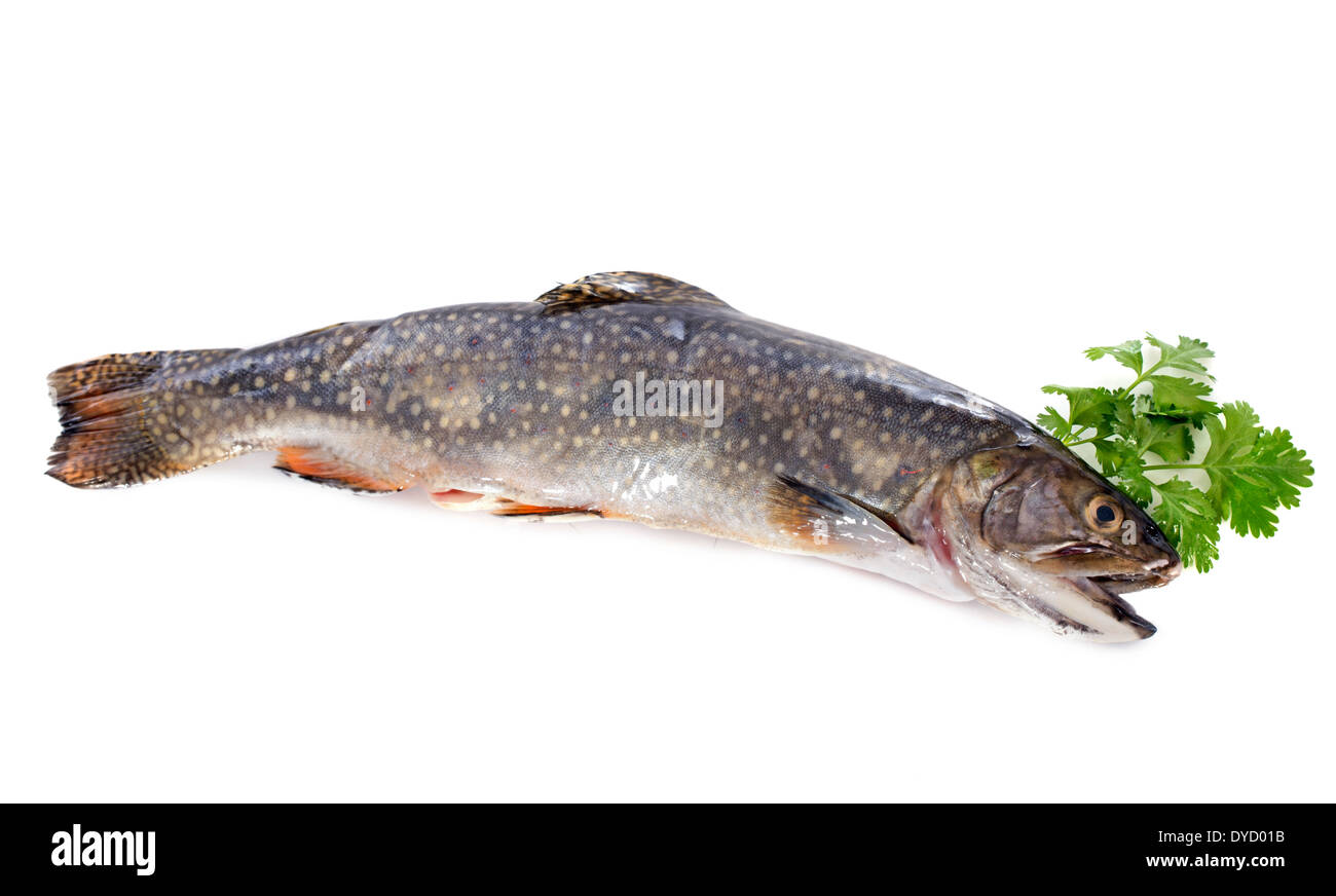 Bachforelle Fisch vor weißem Hintergrund Stockfoto