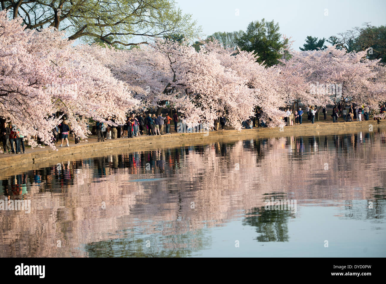 Hunderttausende von Touristen strömen in Washington DC Tidal Basin jedes Jahr im Frühling für das jährliche blühen der Yoshino Kirschenbaum Blüten. Die ältesten Bäume wurden als ein Geschenk von Japan im Jahr 1912 gepflanzt. Stockfoto