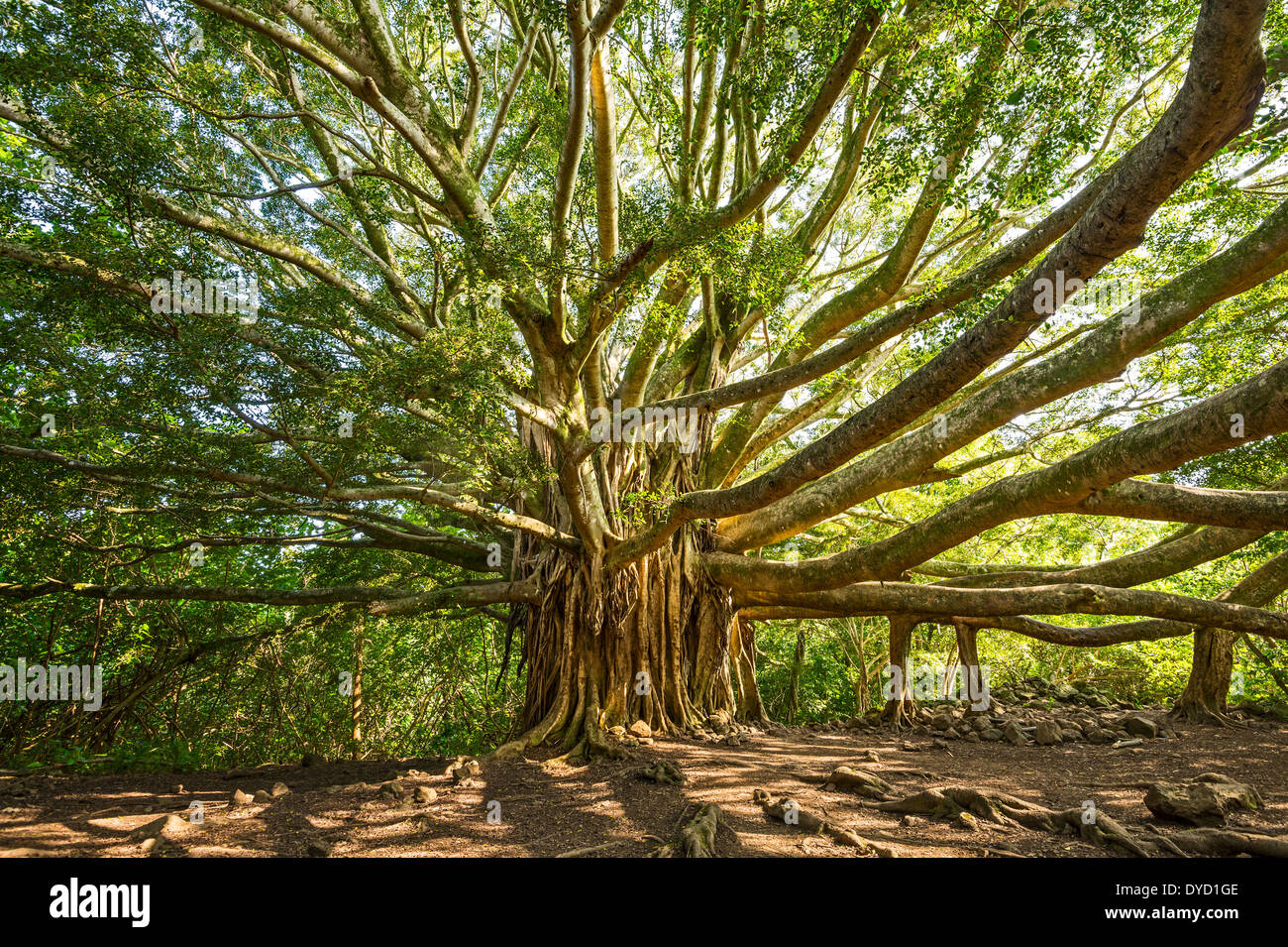 Das große und majestätische BanyanBaum befindet sich auf der Pipiwai