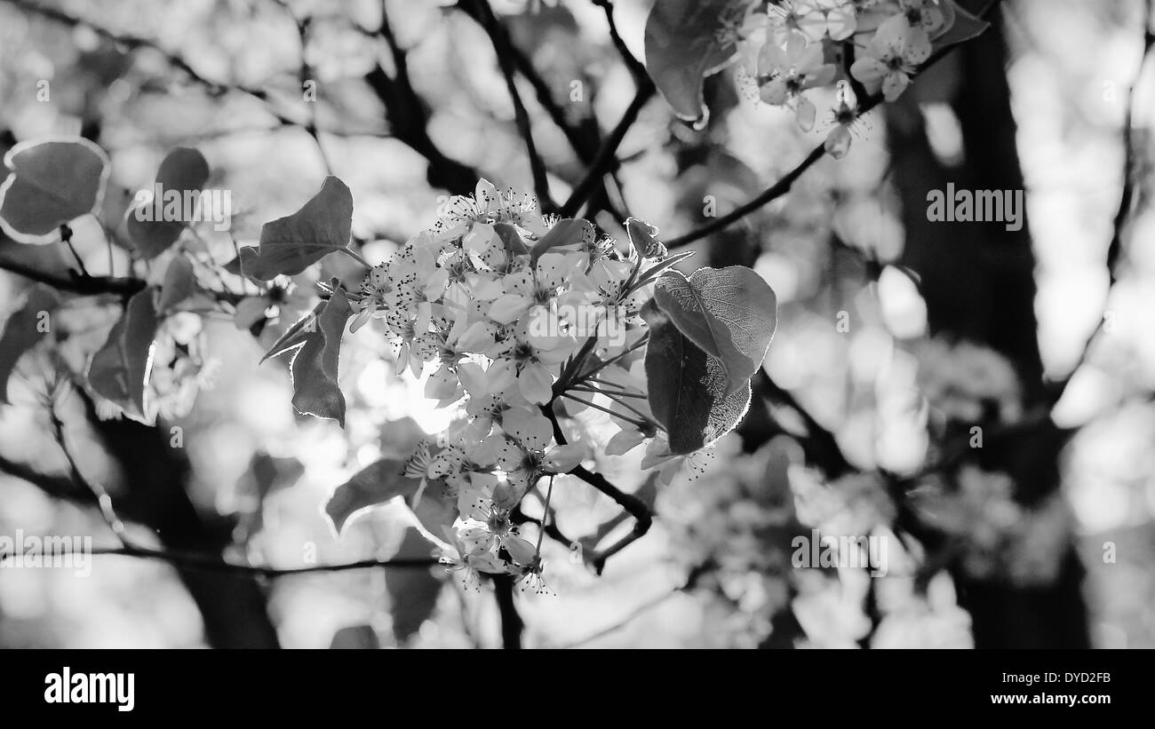 Ornamentale Birne Baum Blumen Hintergrundbeleuchtung von der Sonne. Stockfoto