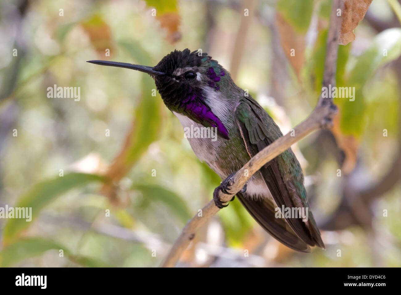 Costas Kolibri (Calypte besteht), Arizona Stockfoto