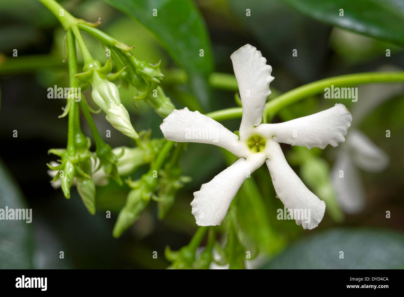 Star Jasmin Flower Stockfotos und bilder Kaufen Alamy