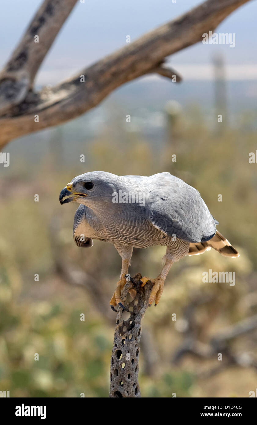 Grey Hawk (Buteo Plagiatus) Stockfoto