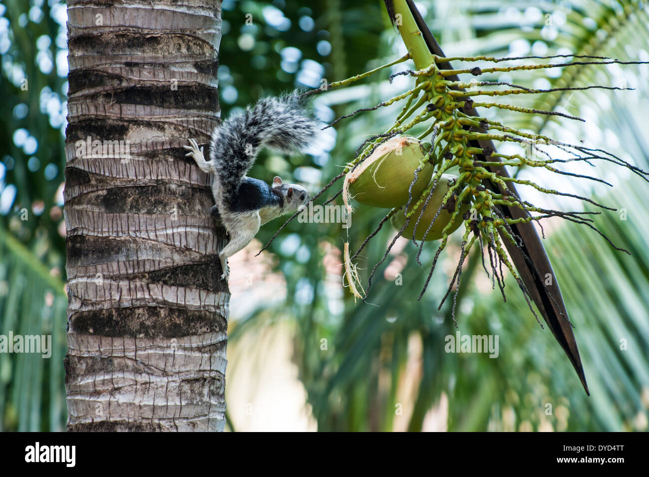 Ein Baum-Eichhörnchen studiert eine teilweise geöffnete Kokosnuss Stockfoto