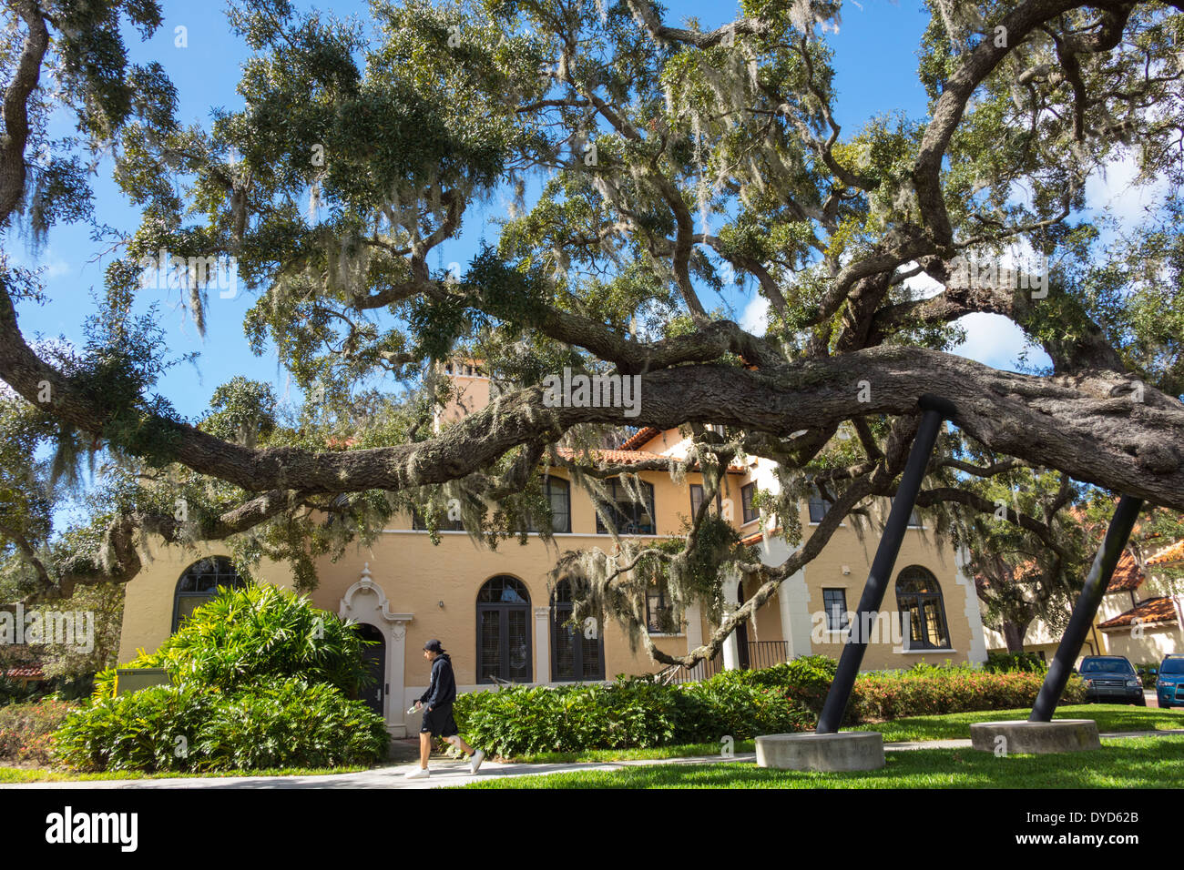 Winter Park Florida, Rollins College, Campus, Schule, Rollins Hall, lebende Eichenbäume, Studenten Schüler, Zweigstellen unterstützt, Besucher Stockfoto