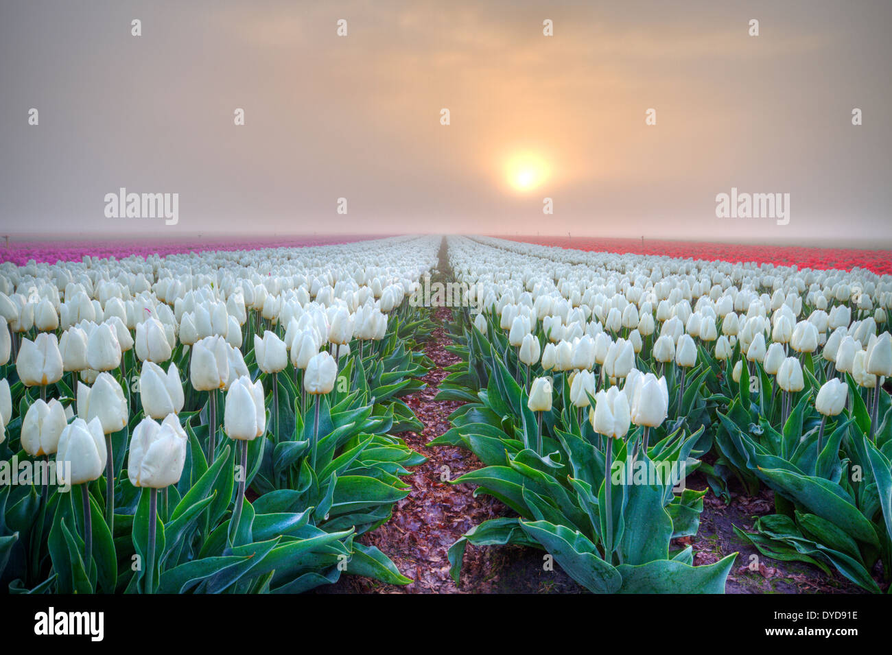 Sonnenaufgang über ein Feld mit roten, weißen und rosa Tulpen an einem nebligen Morgen Stockfoto
