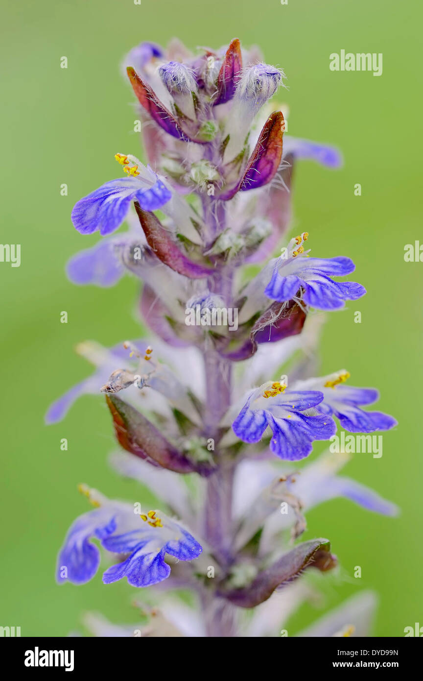 Bugleherb oder Teppich Bungleweed (Ajuga Reptans), North Rhine-Westphalia, Germany Stockfoto