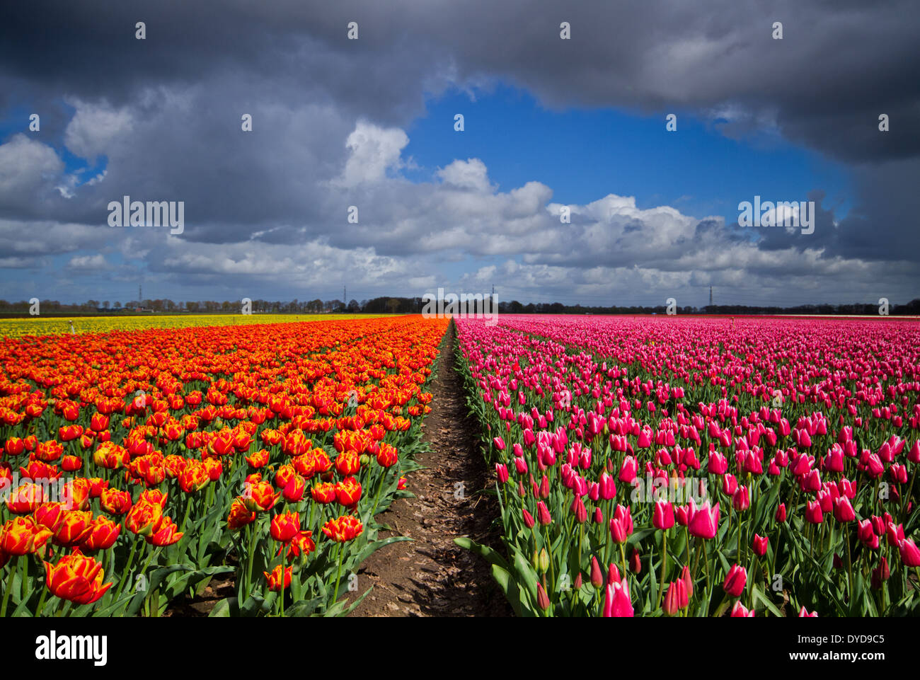 Feld mit rosa, gelb und orange Tulpen unter dunklen Wolken Stockfoto