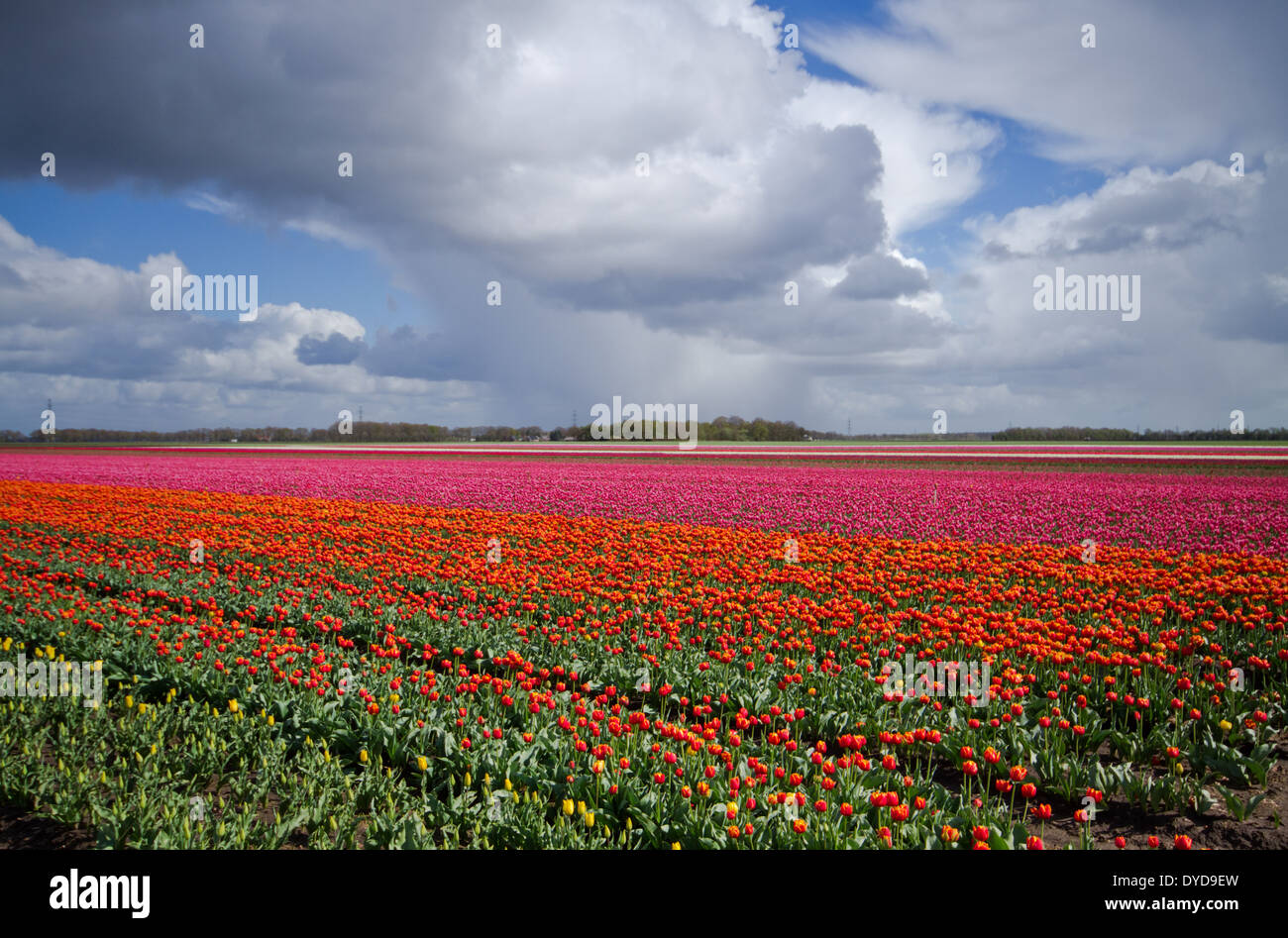 Yelllow, orange und rosa Tulpen unter dunklen Wolken Stockfoto