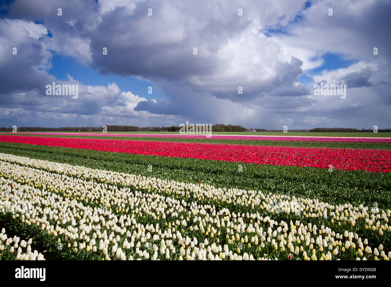 Weiße und rote Tulpen in Zeilen unter dunklen Wolken Stockfoto