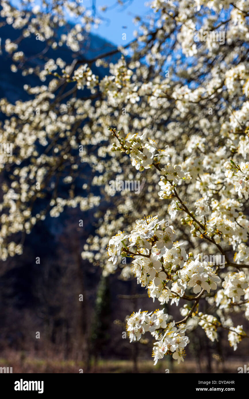 Weiße Kirschblüte Frühling-Frühling Stockfoto