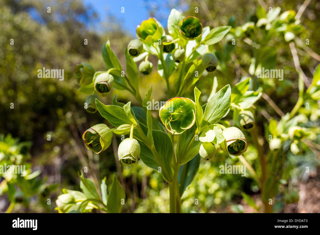 Helleborus Foetidus, stinkende Nieswurz, Dungwort, Bären-Fuß, grüne und violette Frühlingsblumen Stockfoto