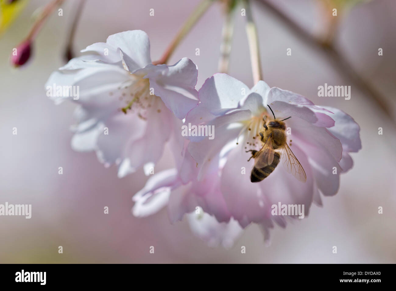 Blühende japanische Blütenkirsche (Prunus Serrulata) mit einer Biene Stockfoto