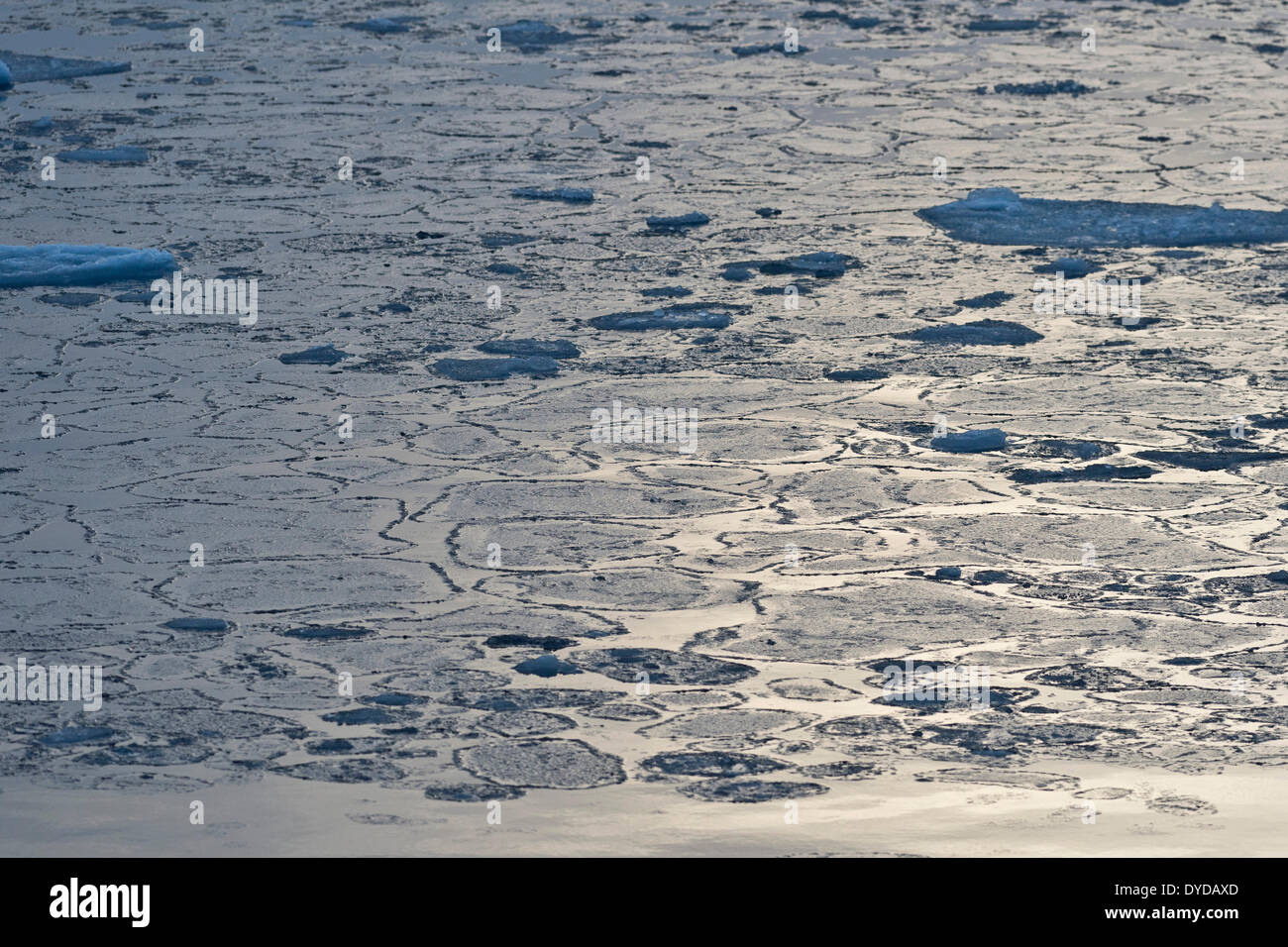 Pfannkuchen Sie-Eis, Rand des Packeises, Nordpolarmeer, Spitzbergen Insel, Spitzbergen, Svalbard und Jan Mayen, Norwegen Stockfoto