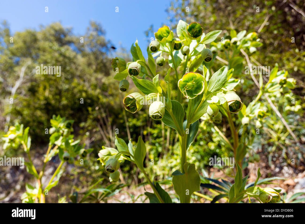 Helleborus Foetidus, stinkende Nieswurz, Dungwort, Bären-Fuß, grüne und violette Frühlingsblumen Stockfoto