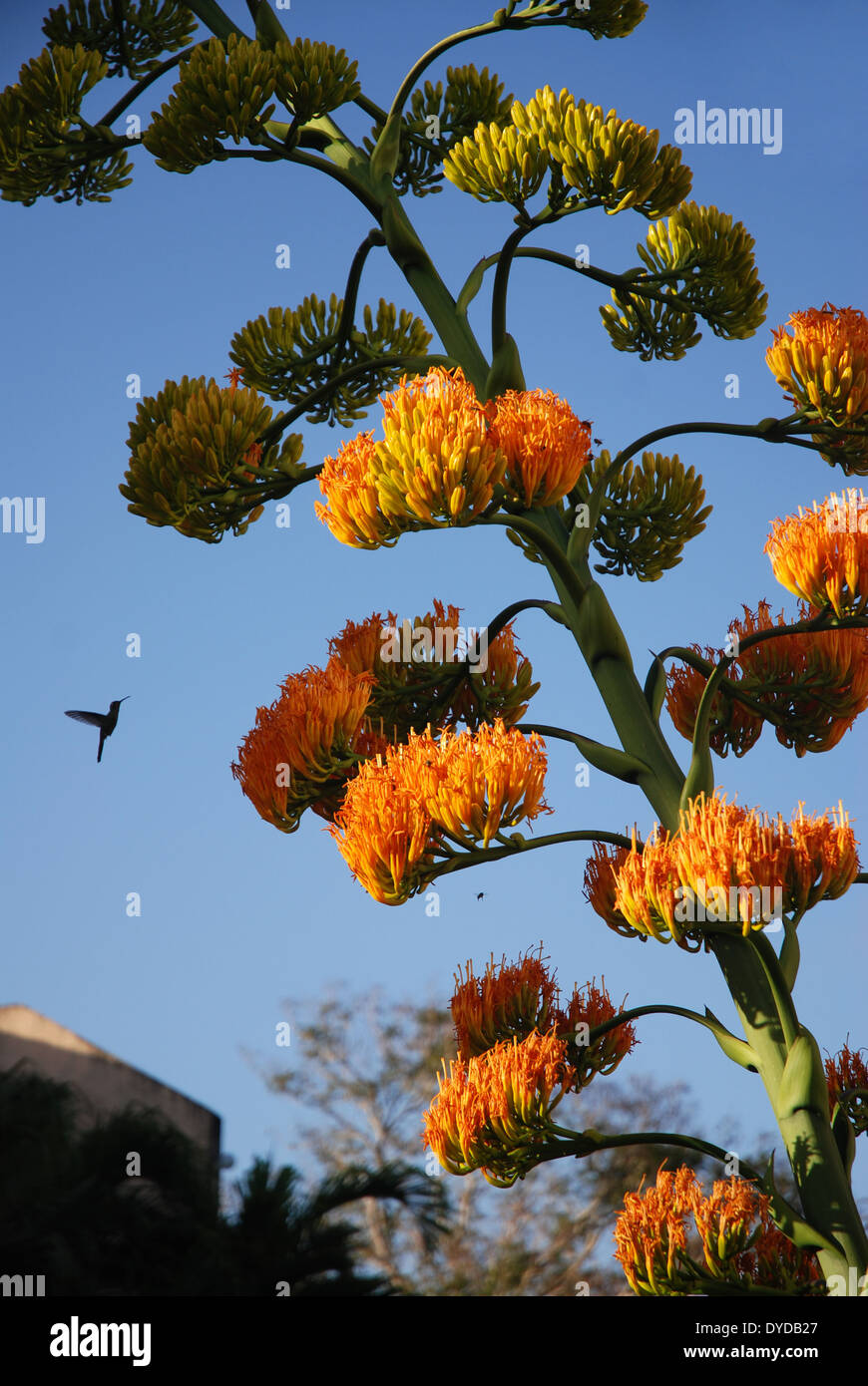 Kolibris fliegen in Richtung Agave Blume, Kuba Stockfoto