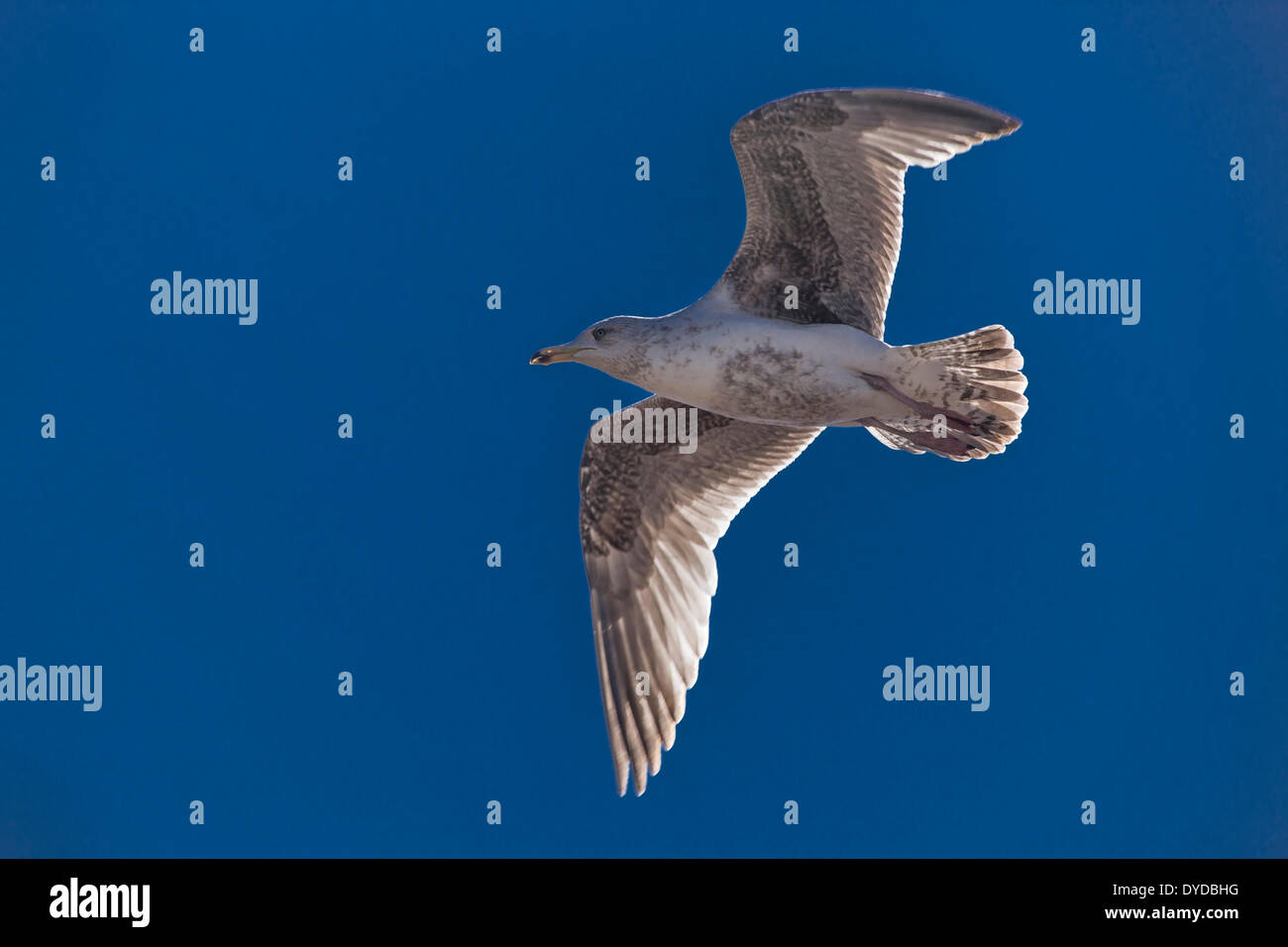 Unreife Silbermöwe fliegen unter blauem Himmel. Stockfoto