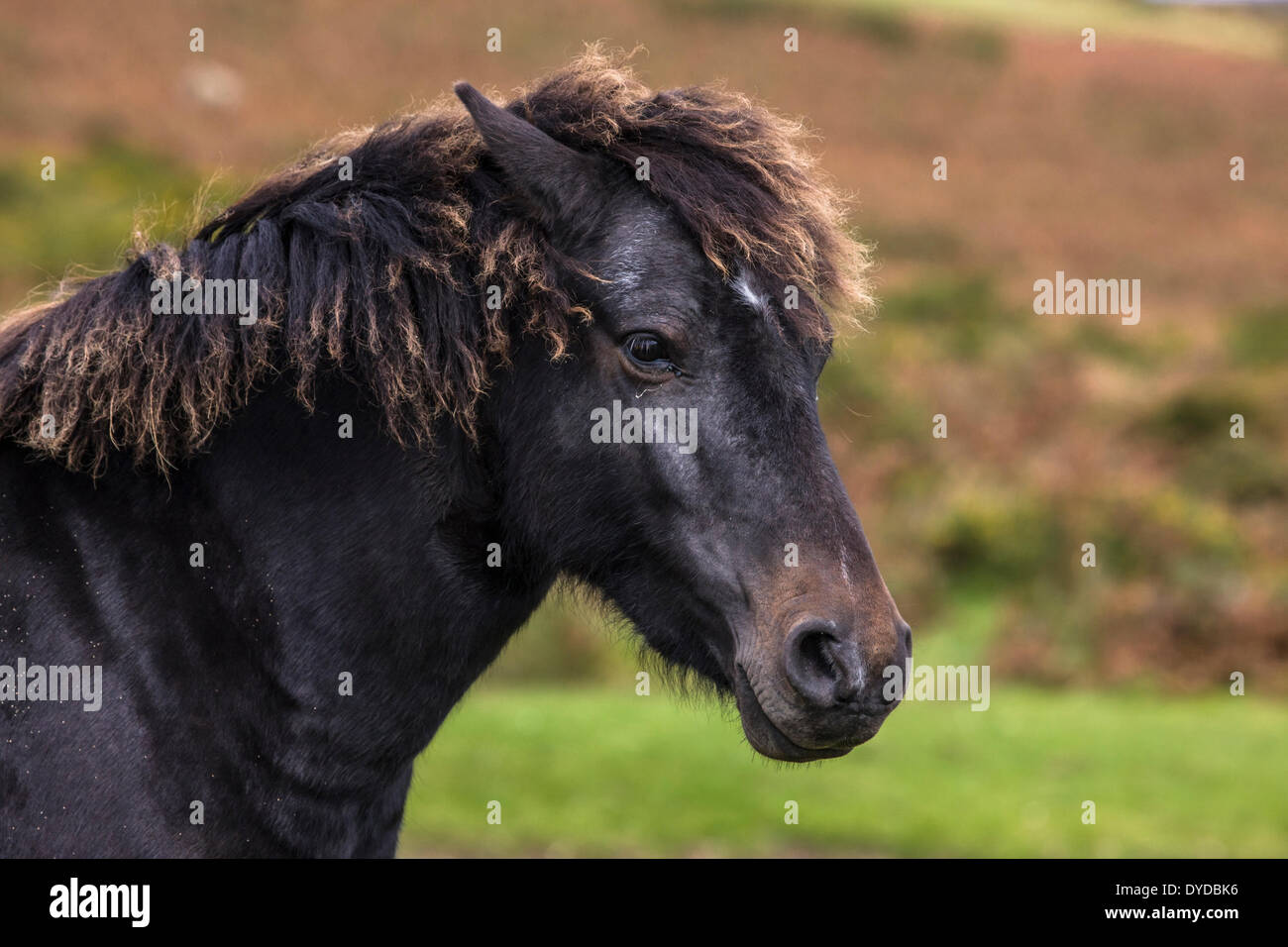 Porträt eines Dartmoor-Ponys. Stockfoto
