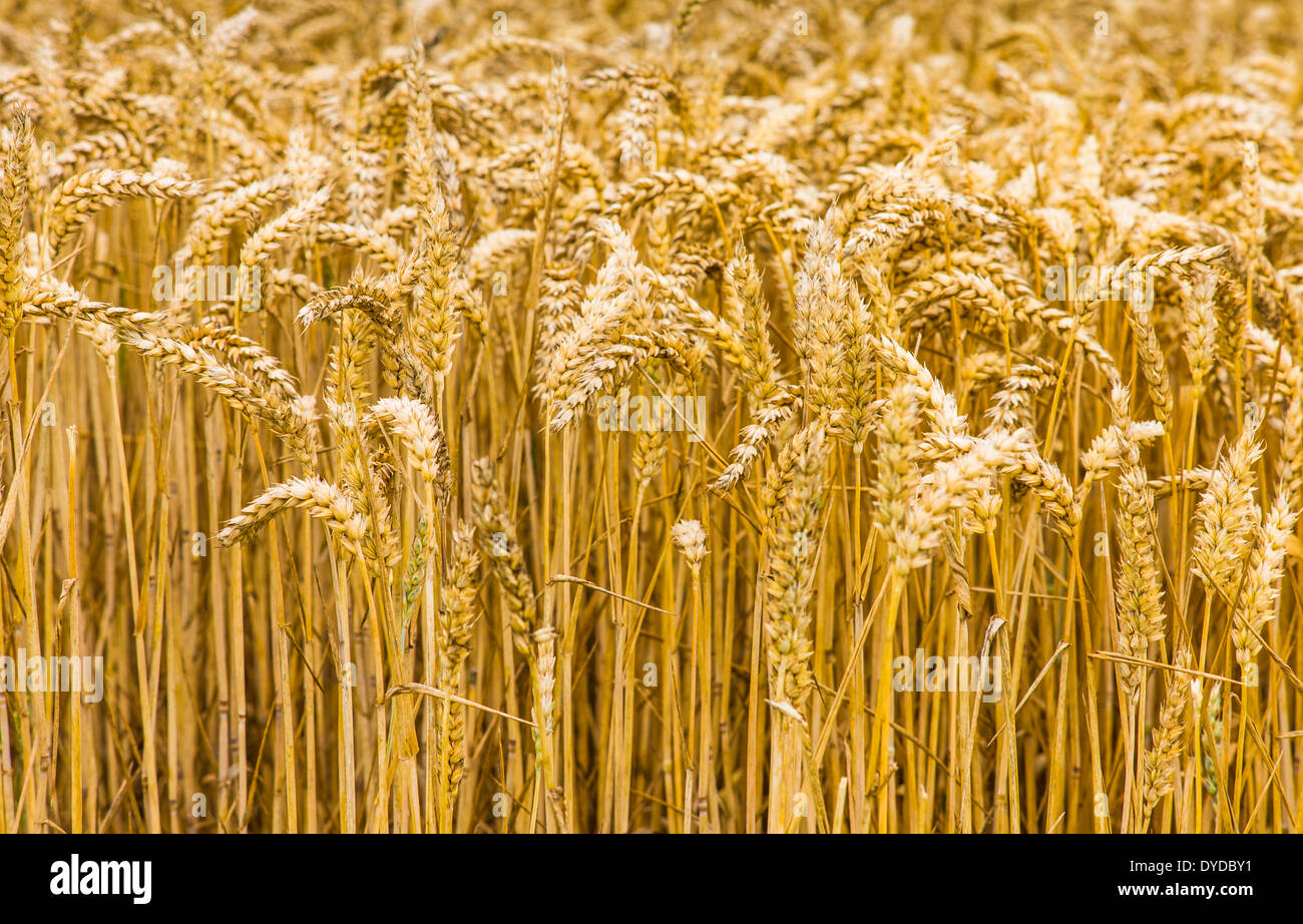 Bereich der Weizen in South Yorkshire. Stockfoto