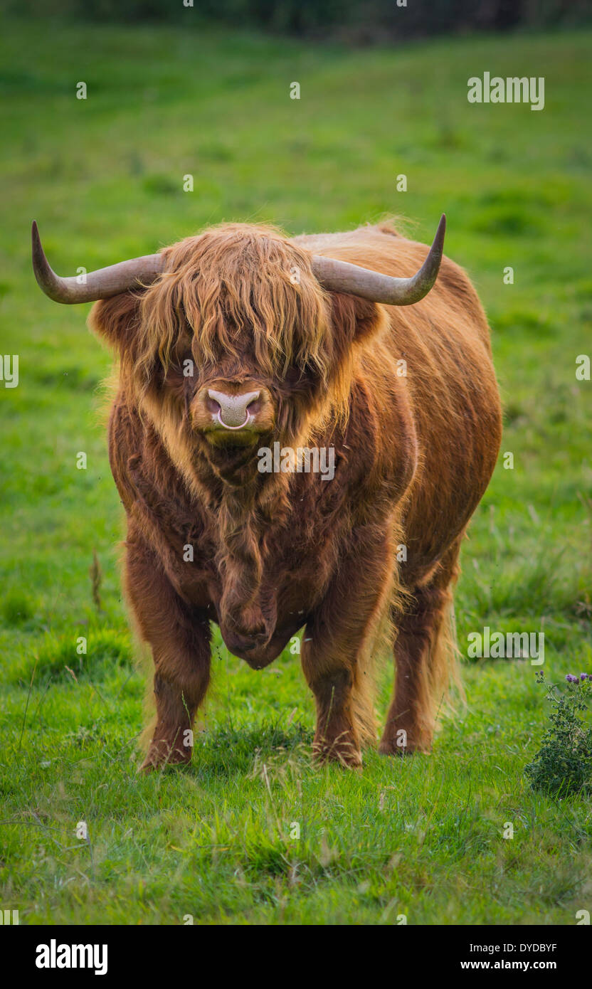 Highland Cattle mit bedrohlichen Hörner. Stockfoto