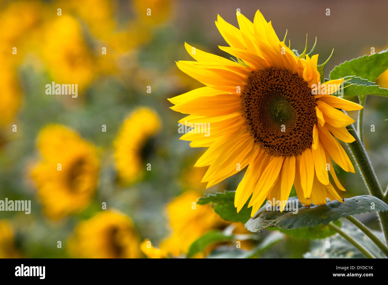 Sonnenblumen wachsen entlang einer Straße in ein Bauernhaus. Stockfoto