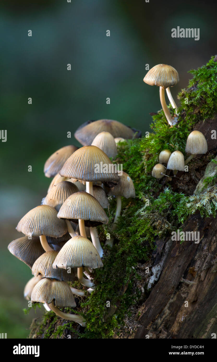 Gruppe von Coprinellus Micaceus Pilze oder glitzernden Inkcap wachsen auf den Stumpf eines umgestürzten Baumes. Stockfoto