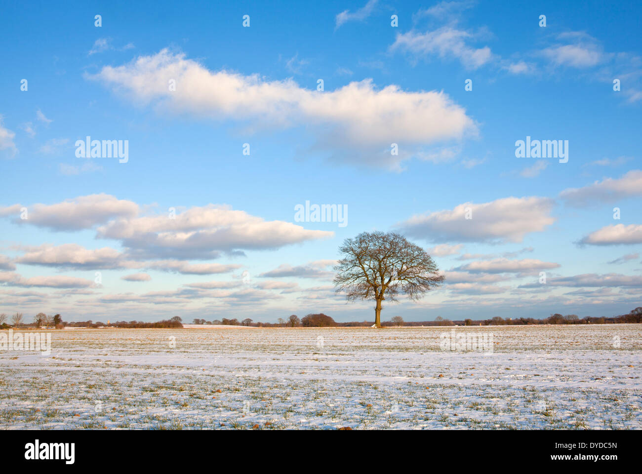 Winterlichen Bedingungen in der Nähe von Zielrechner in Norfolk. Stockfoto