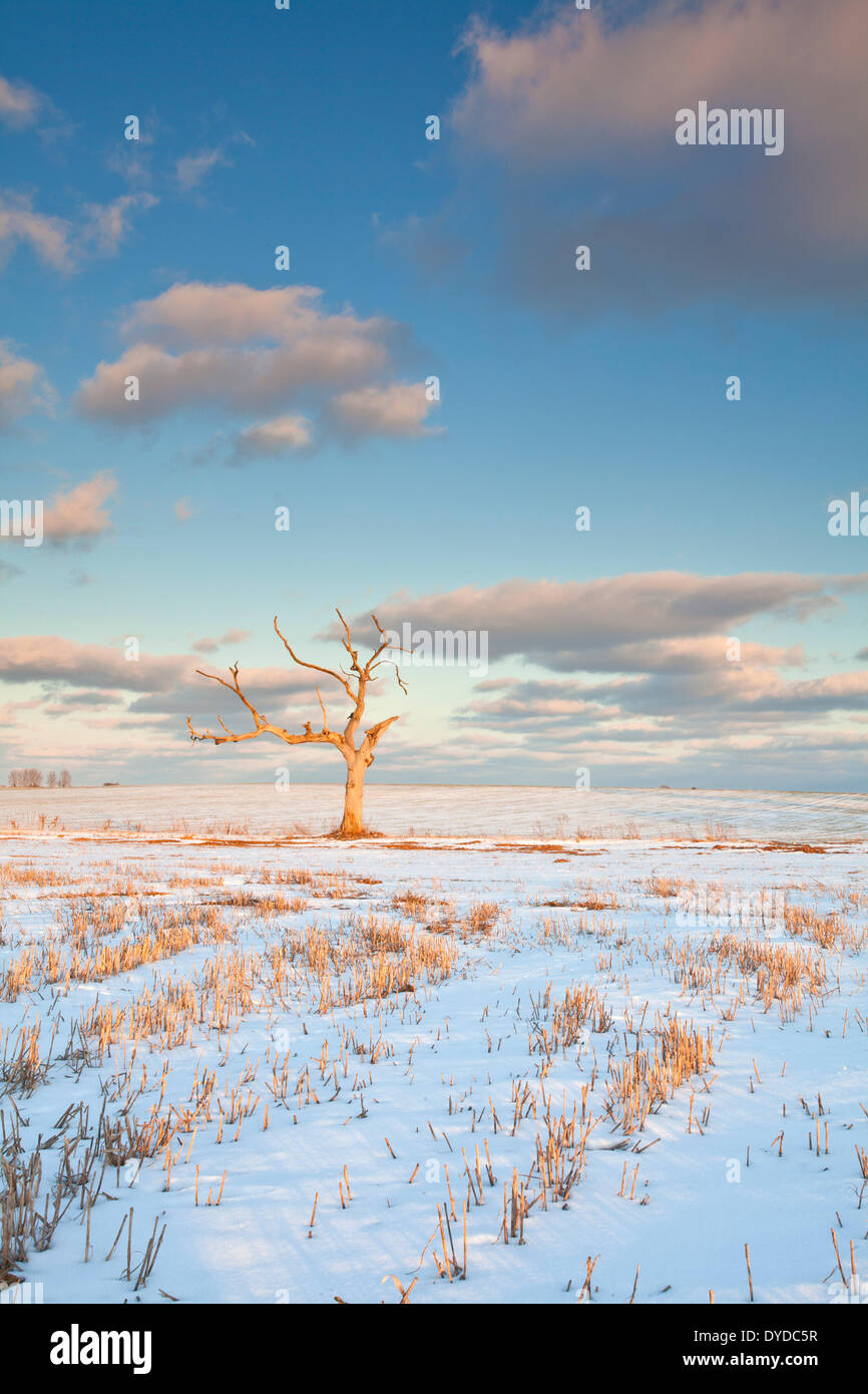 Winterlichen Bedingungen in der Nähe von Zielrechner in Norfolk. Stockfoto