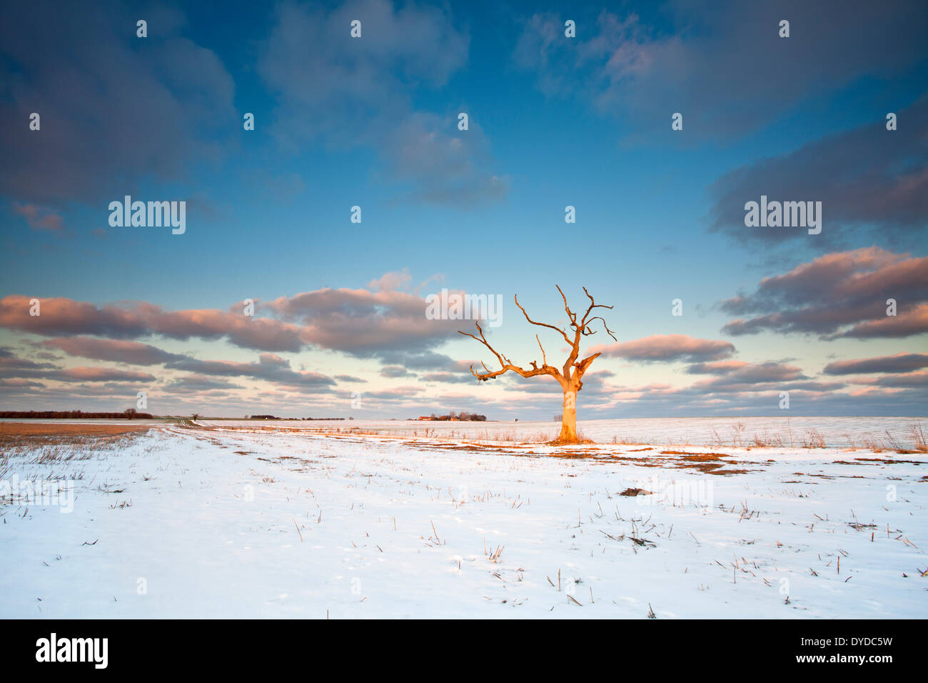 Winterlichen Bedingungen in der Nähe von Zielrechner in Norfolk. Stockfoto