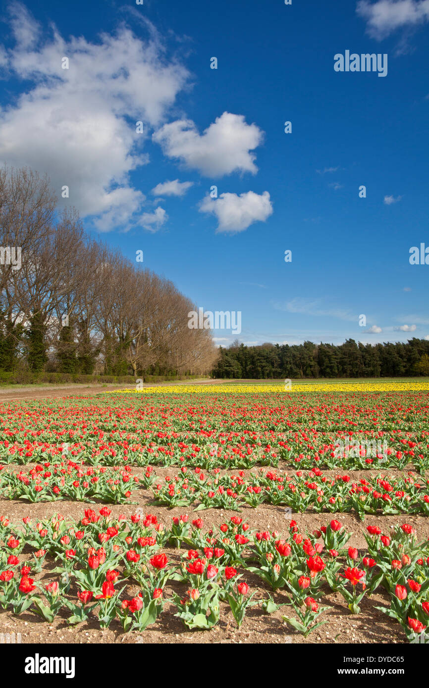 Tulpenfelder in Narborough in der Nähe von Swaffham in der Norfolk-Landschaft. Stockfoto