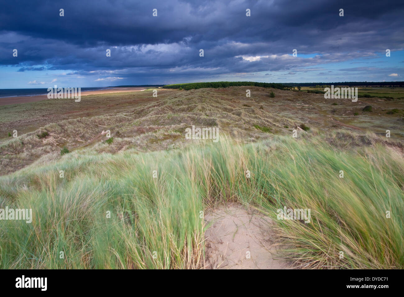 Sanddünen am Holkham an der Küste von Norfolk. Stockfoto