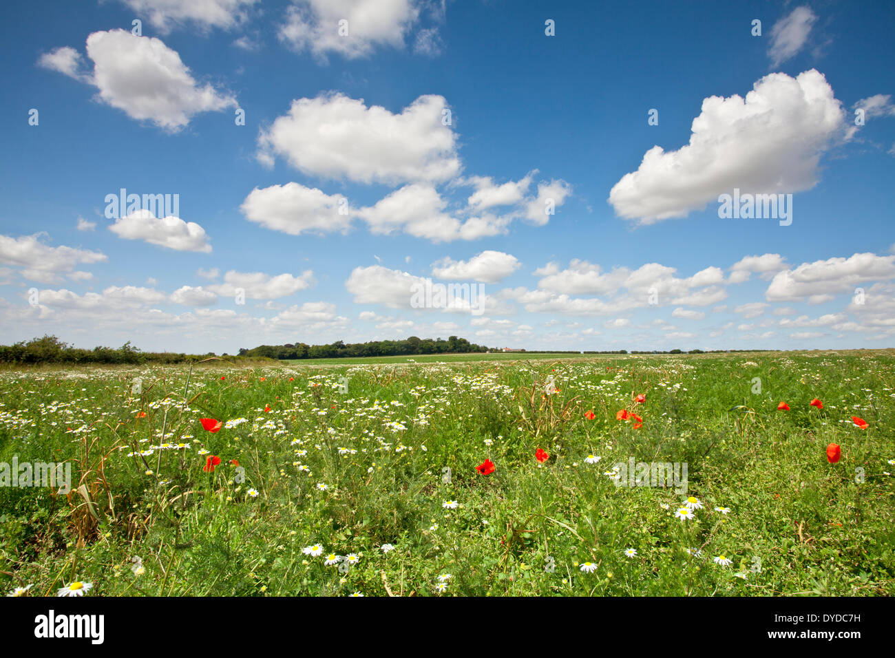 Mohnfelder in der Nähe von Schloss Hektar großen in Norfolk. Stockfoto