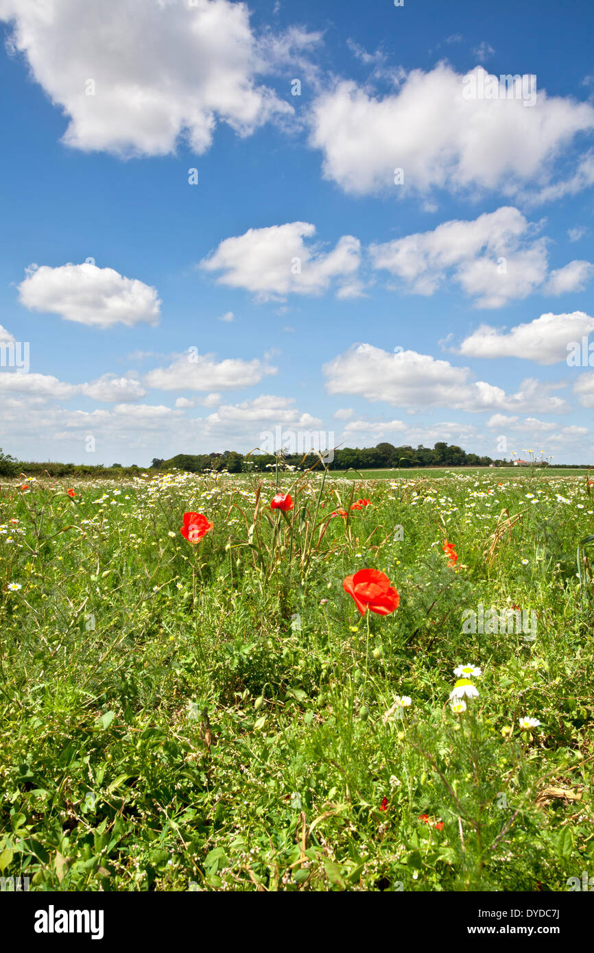 Mohnfelder in der Nähe von Schloss Hektar großen in Norfolk. Stockfoto