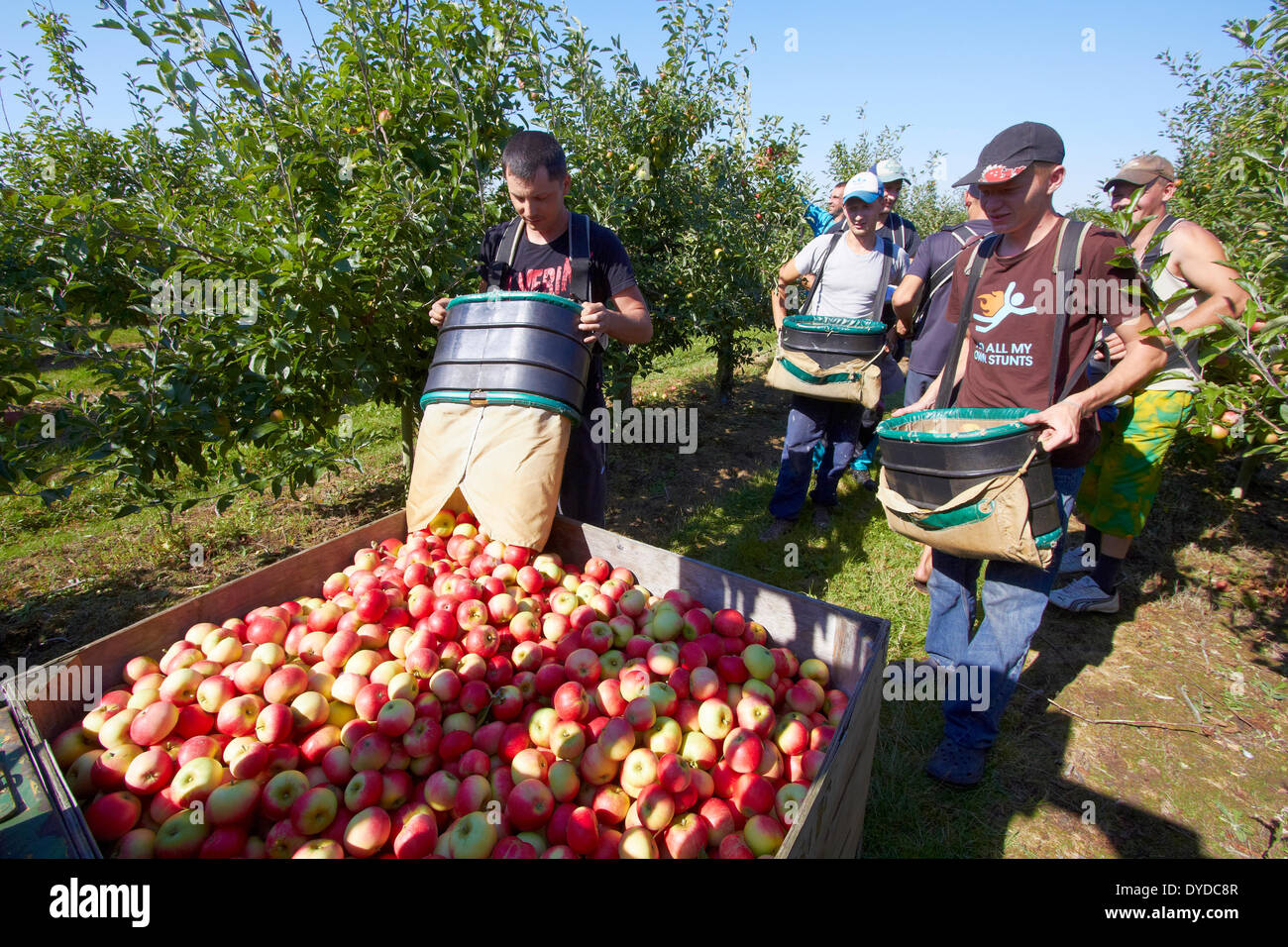 Ein Team von Apple Picker in einem modernen Obstgarten ernten. Stockfoto