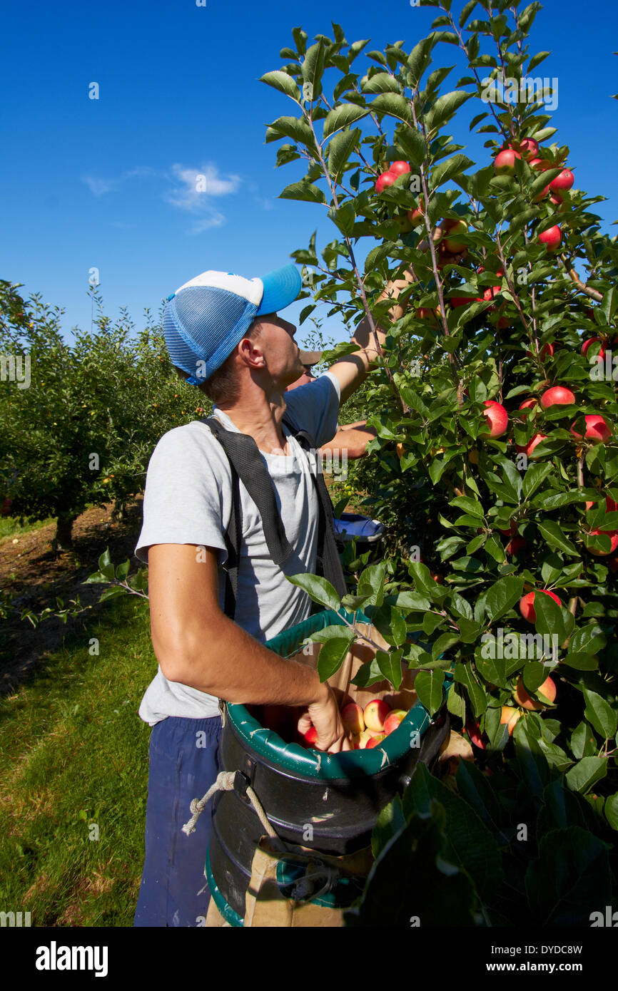 Ein Team von Apple Picker in einem modernen Obstgarten ernten. Stockfoto