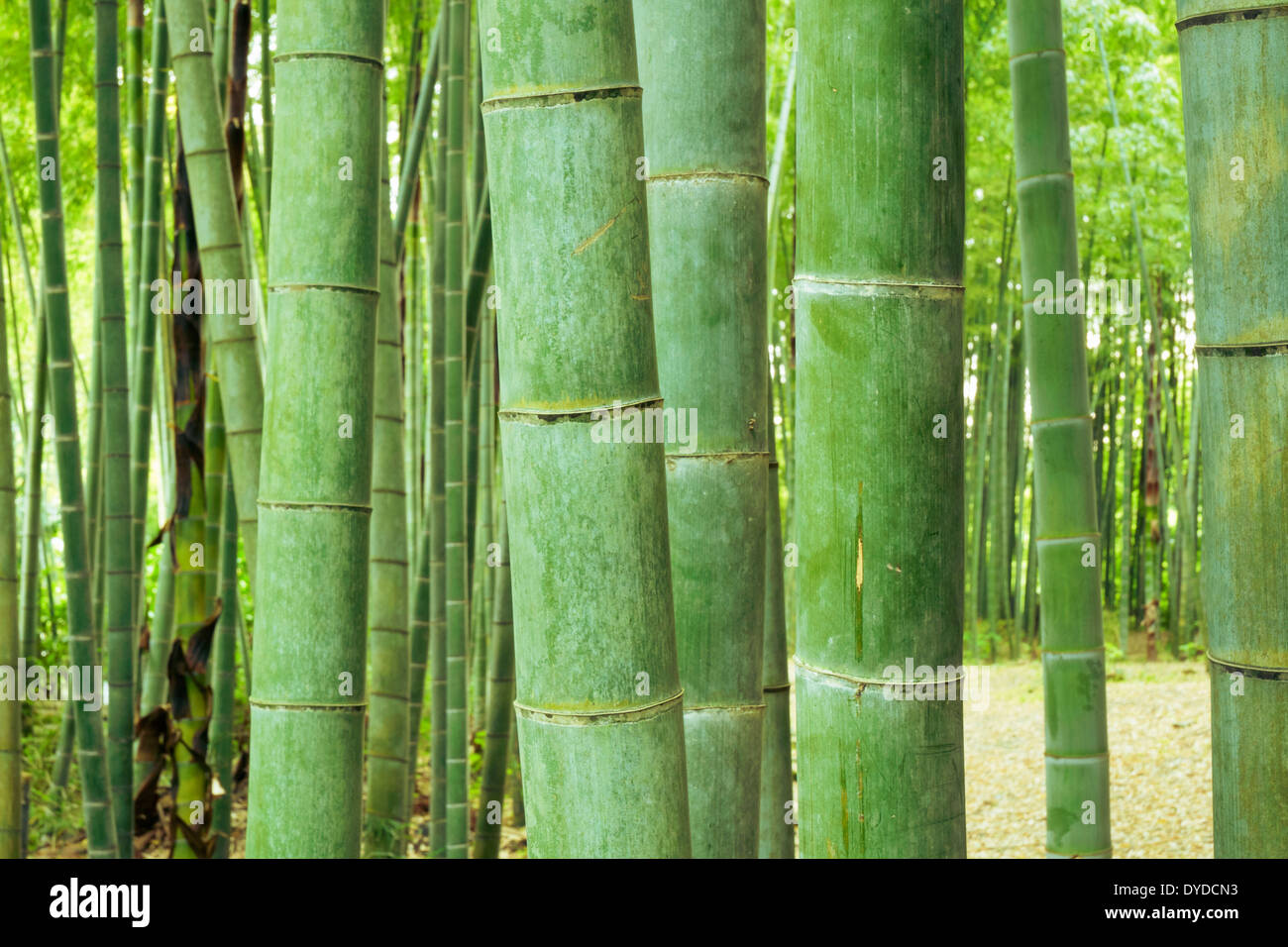 weiche und leichte grüne Bambus Wald Hintergrund mit Fokus auf vorderen Pole Stockfoto
