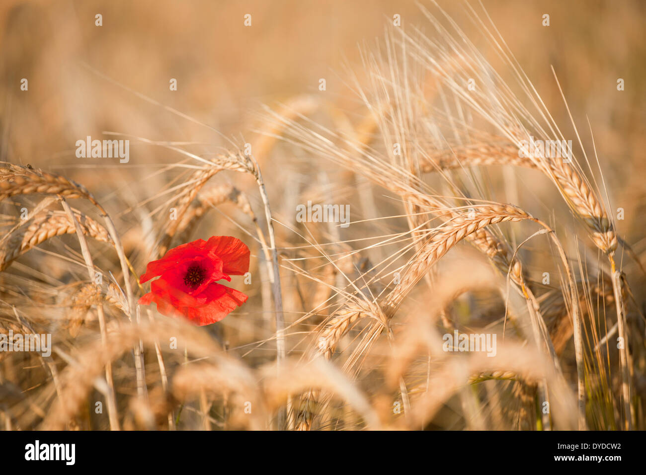 Eine einzelne Mohnblume, umgeben von einem Feld von Gerste in den späten Abend Sonne. Stockfoto