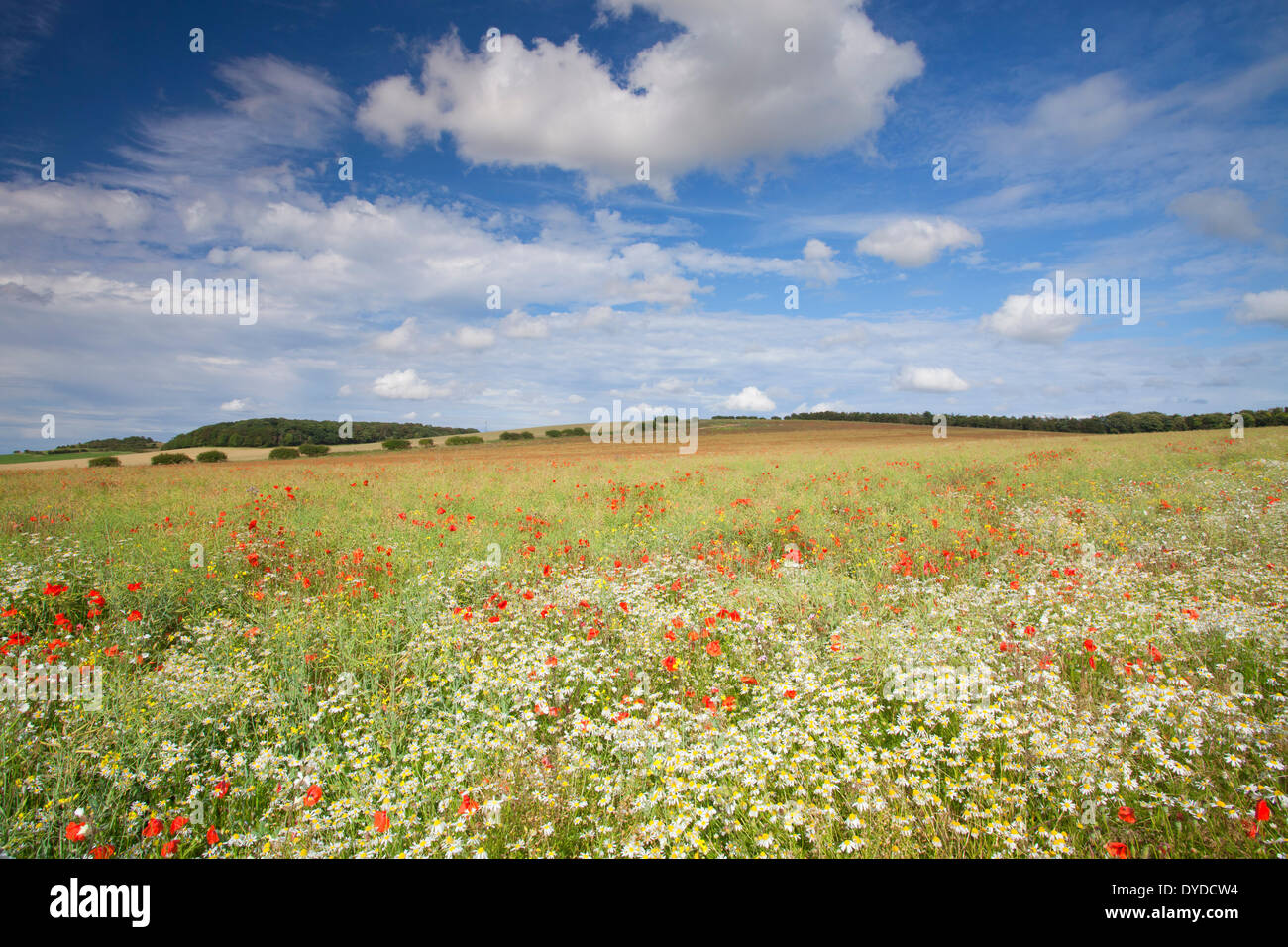 In der Nähe von Burnham Market in Norfolk, Mohn und Wildblumen. Stockfoto