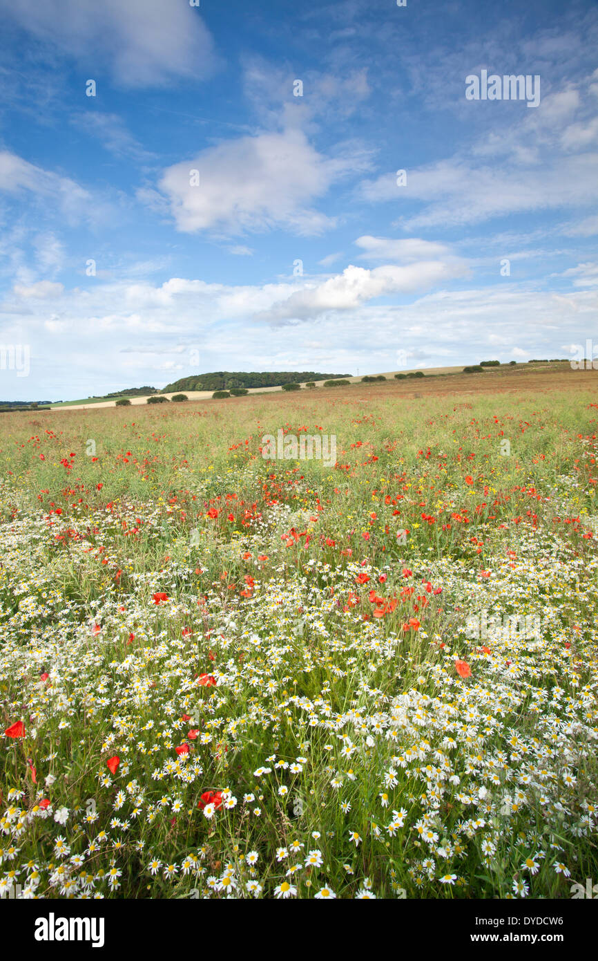 In der Nähe von Burnham Market in Norfolk, Mohn und Wildblumen. Stockfoto