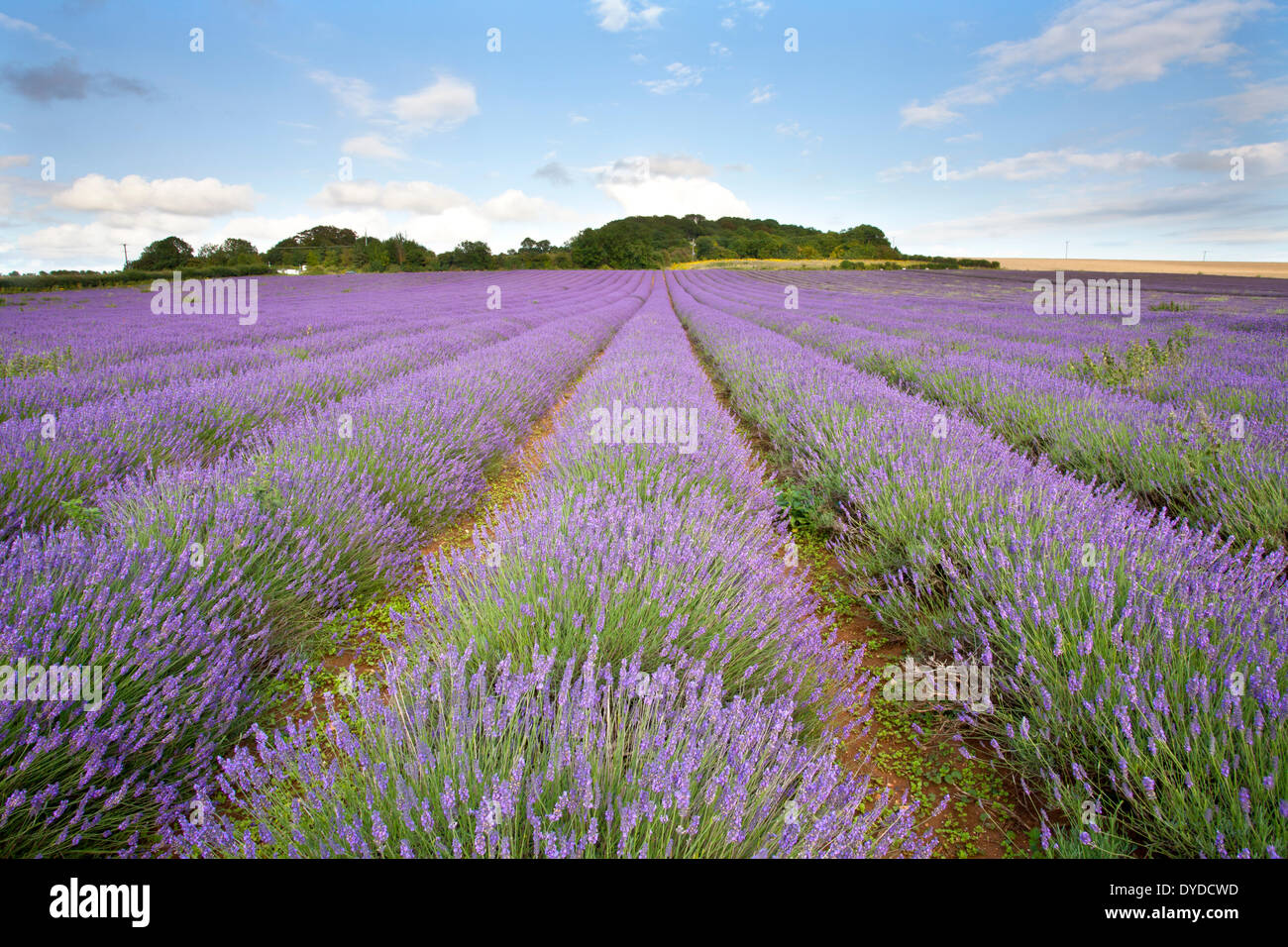 Ein Lavendelfeld bei Heachem in Norfolk. Stockfoto