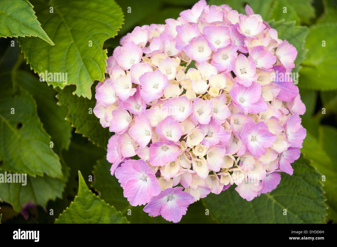 detaillierten frische Blüte Hortensie Blume closeup Stockfoto