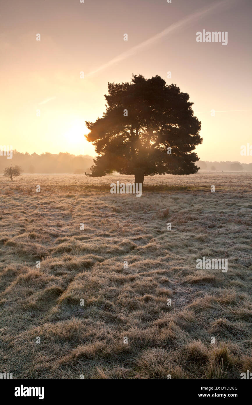 Sonnenaufgang über dem Brettenham Heath an einem kalten frostigen Morgen am Rande des Thetford Forest. Stockfoto