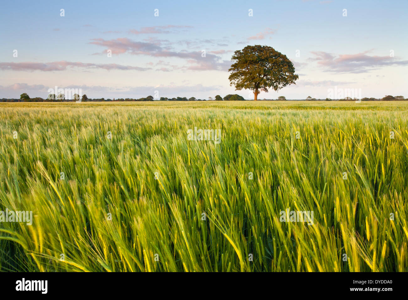 Ein Gerstenfeld in der Norfolk-Landschaft in der Nähe des Dorfes Potter Heigham. Stockfoto