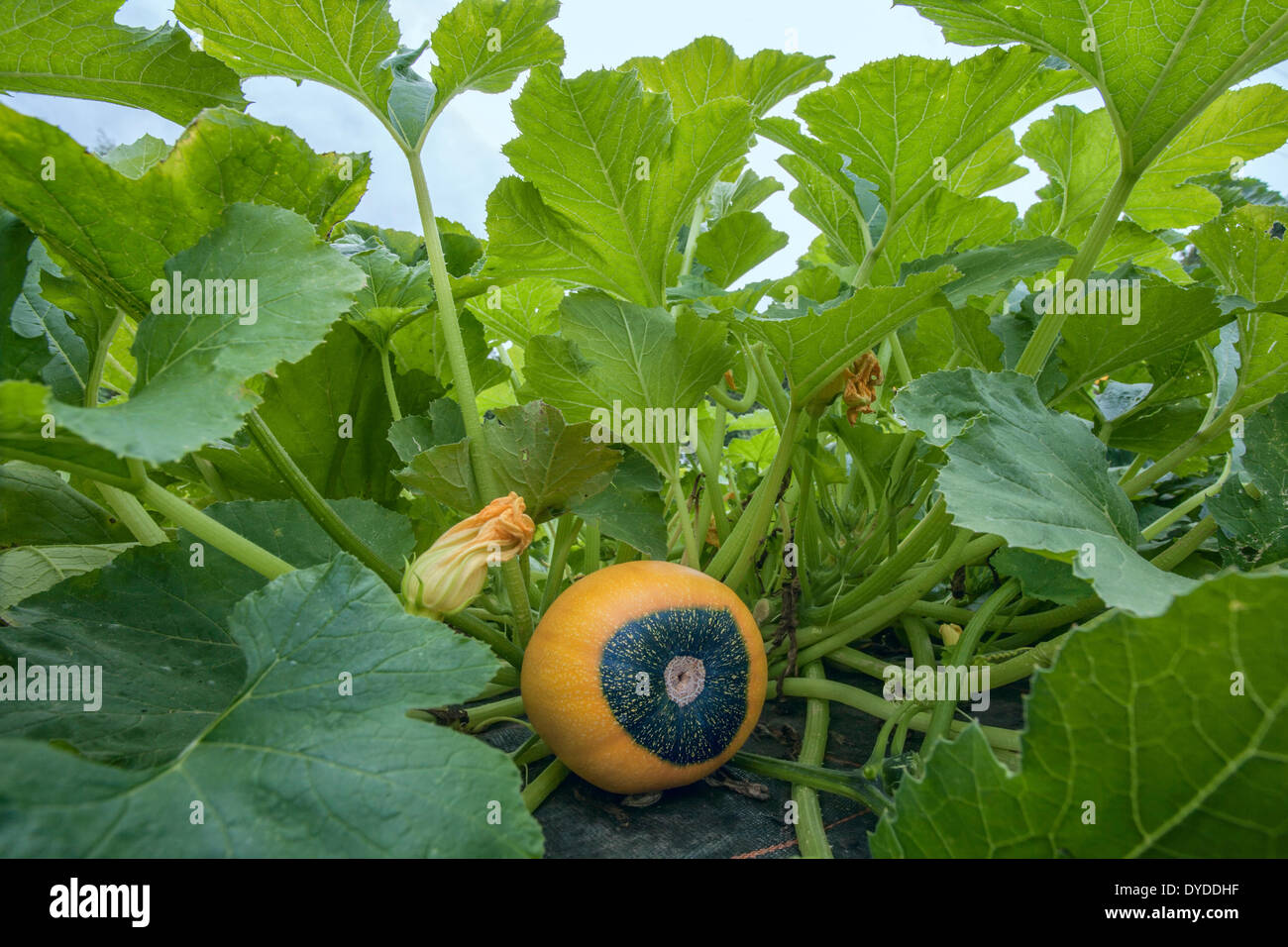 Gelbe und grüne Kürbis wachsen in einen Bauerngarten. Stockfoto